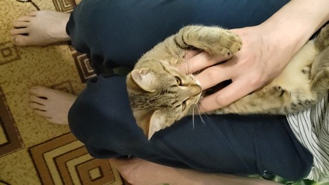 Ларсик 2 смотреть онлайн