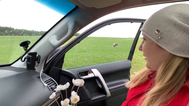 ЧТО МЫ НАШЛИ В ЛЕСУ ? смотреть онлайн