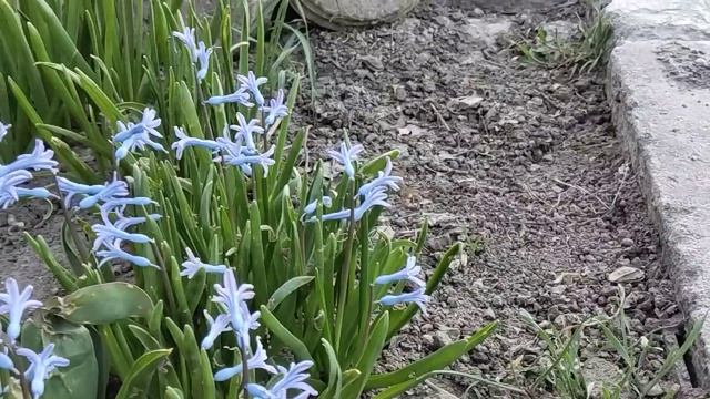 Бражник весной в Приазовье смотреть онлайн