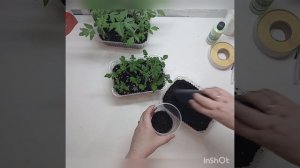 Пикировка томата "Шурочка" от агрофирмы Семена Алтая