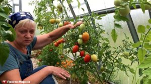 Обзор моих томатов.