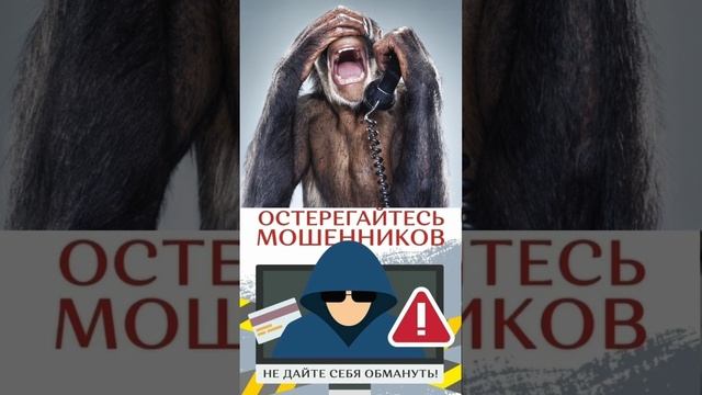 Кинолог и инвестиции!