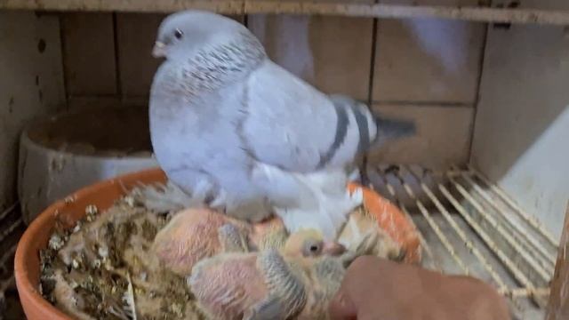 Второй вывод начался.