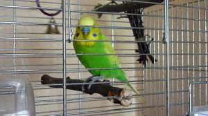 Любимая игрушка для попугая//Попугай играет//Веселый попугай