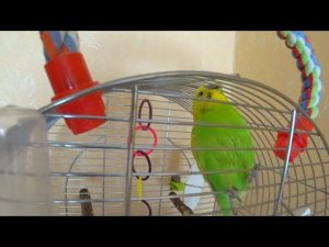 УХОД за ВОЛНИСТЫМ ПОПУГАЕМ ▶️ КУПАЛКА для ПОПУГАЯ ТОШИ ▶️ МИЛЫЙ и ЗАБАВНЫЙ ПОПУГАЙ КУПАЕТСЯ