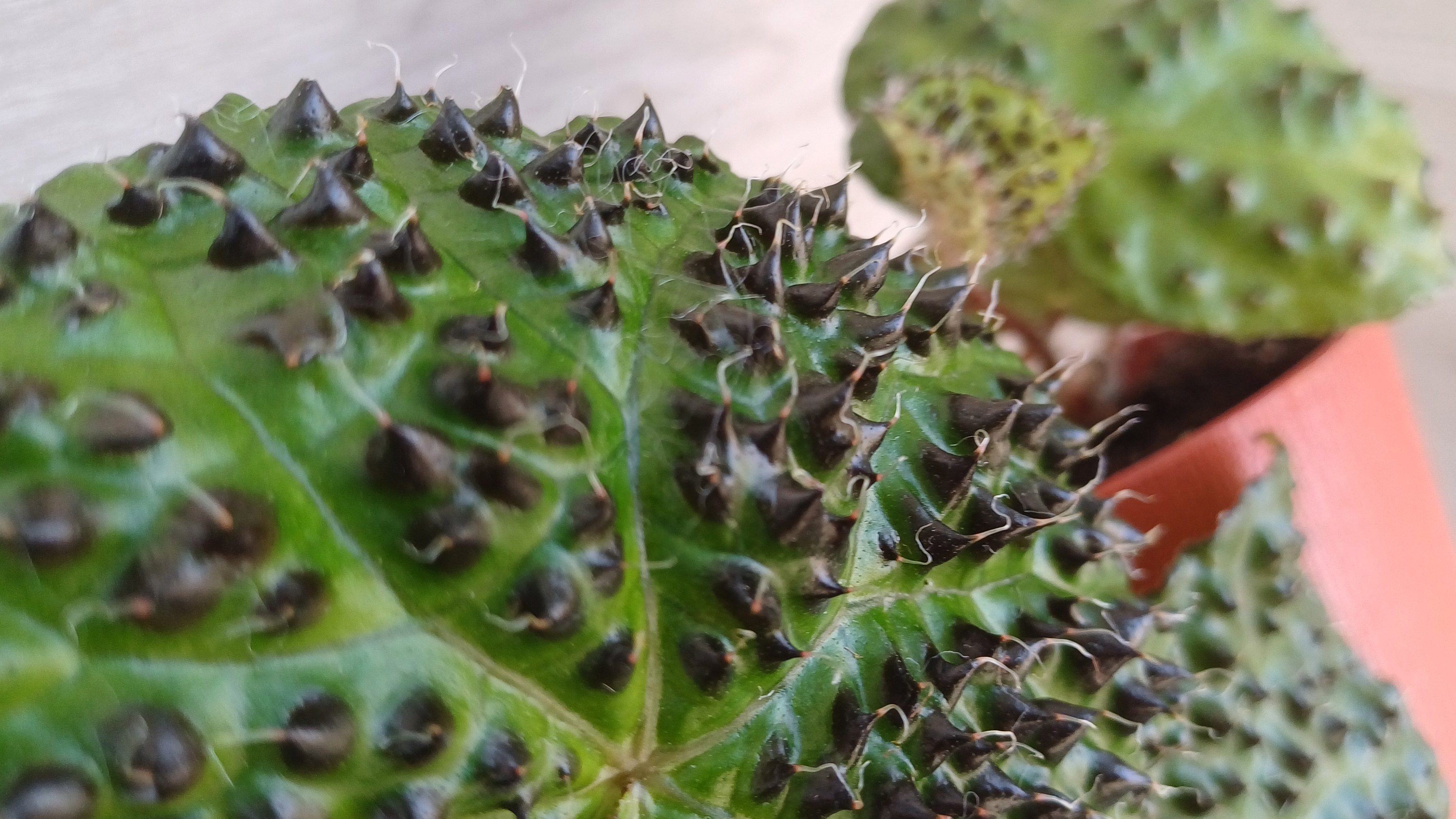 Растения по обмену🌿💕Распаковочка😉 смотреть онлайн