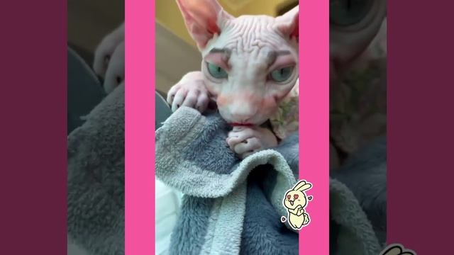 смешные животные смотреть онлайн