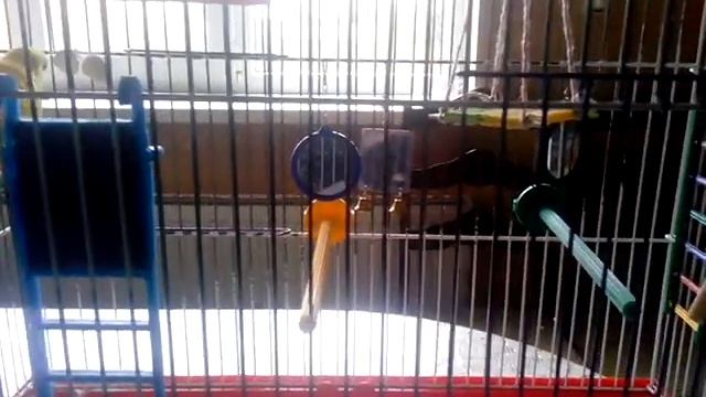 Трель попугаев Кеши и Єви смотреть онлайн