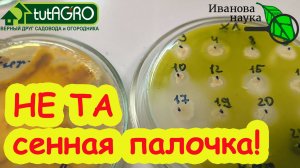 МЯГКИЕ ОГУРЦЫ, ВОНЮЧАЯ КАПУСТА и МЁРТВЫЕ ЧЕРВИ: опасная СЕННАЯ ПАЛОЧКА!