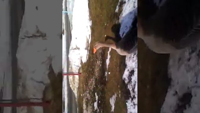 Бег от гусей смотреть онлайн