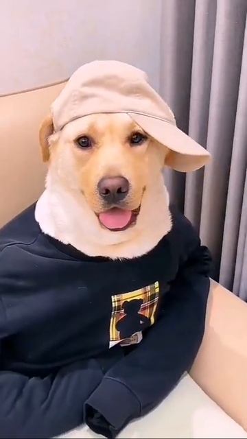 Dress up in fashion.😁##dogsofttiktok #foryou #dog #fypシ #cutedog #pet смотреть онлайн