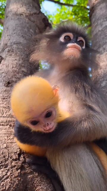 Золотой ребёнок. Откровения матери смотреть онлайн