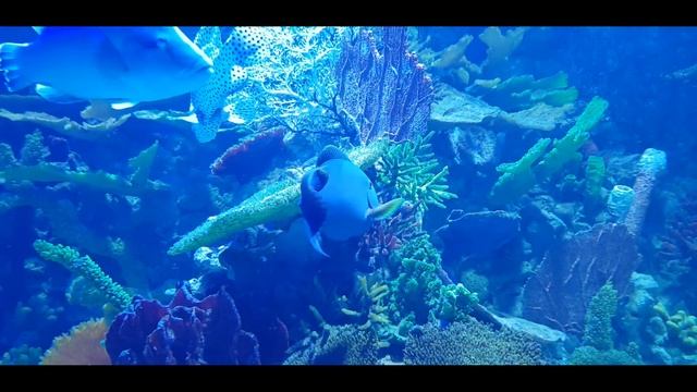 Girl Freediving 🌈 Underwater Girl Freediving 4K Video