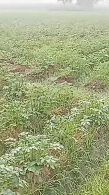Weeds in potato crop смотреть онлайн