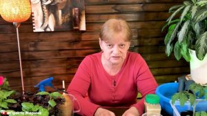 Чем подкормить рассаду. Две лучшие подкормки.