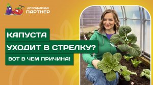 ПОЧЕМУ КАПУСТА НЕ РАСТЕТ? // Разбираем главные ошибки!