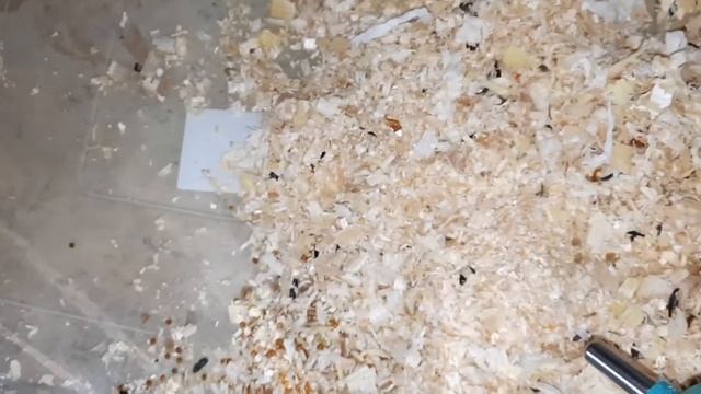 Фанта вот вот родит...Новости в описание👇 смотреть онлайн