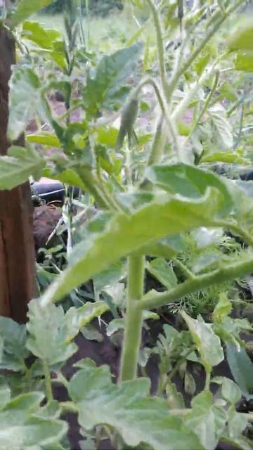 Четвёртый помидор Пятнадцатого Июня - у него тоже есть и соцветья и цветочки + смотреть онлайн