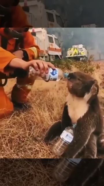 Koala Thirst | Australia | Interesting video смотреть онлайн
