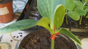 Прививка огурца на ферро