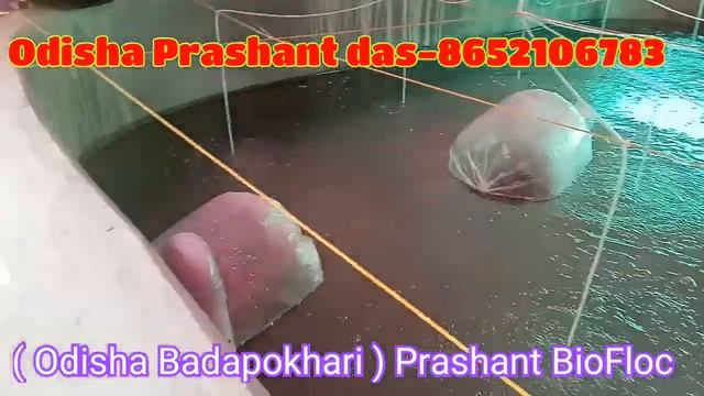 BioFloc fish seed sanitize stocking //roopchand fish Amur common carp fish seed stocking in Bioflo смотреть онлайн