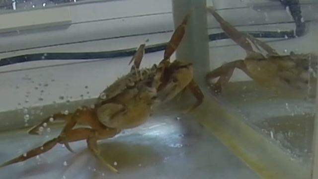Carcinus maenas crab eating смотреть онлайн