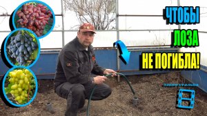 СРОЧНО ЗАПУСКАЮ КОРНЕВУЮ СИСТЕМУ ВИНОГРАДА, ИНАЧЕ МОЖНО ПОТЕРЯТЬ ЛОЗУ. СЕВЕРНЫЙ ВИНОГРАДНИК 25-13