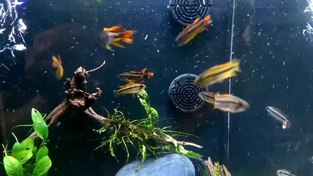 Apistogramma cacatoides triple red смотреть онлайн