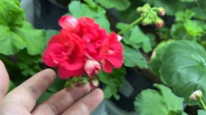 Зацветают СИМ ВАЛЕНСИЯ, ЮГ ШЕЙХА МОЗА и другие красавицы-пеларгонии.