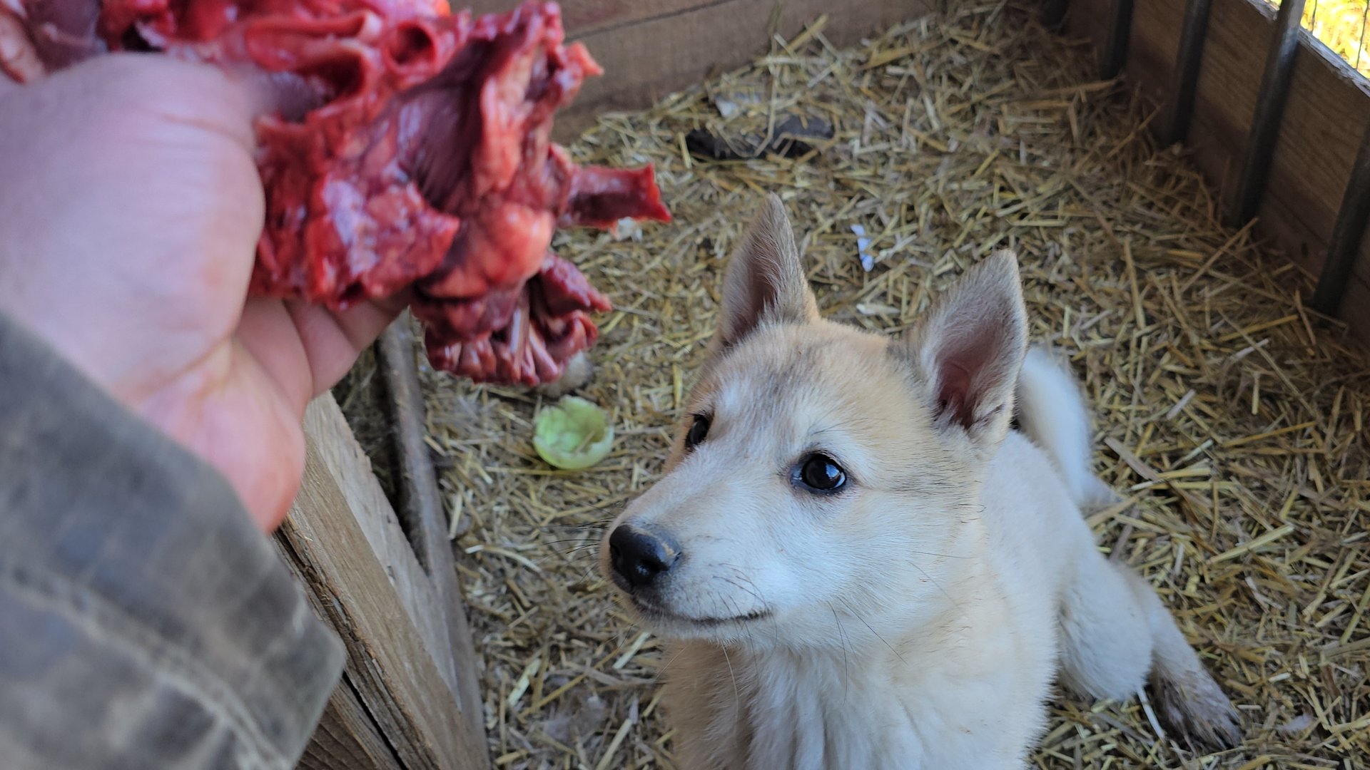 Лосятина с ведра