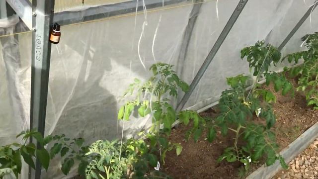 Помидоры в теплице  Первый красный помидор 5 мая 2019.