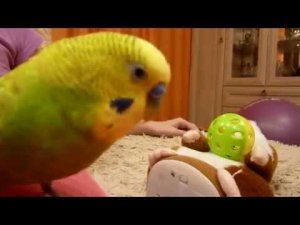 И КАК ТУТ НЕ ЗАСМЕЯТЬСЯ ... САМЫЙ ВЕСЕЛЫЙ ПОПУГАЙ ИГРАЕТ С ГОВОРЯЩИМ ХОМЯКОМ / зеленый попугайчик TV