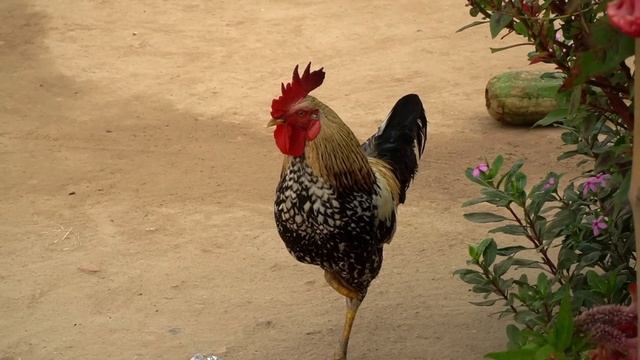 Indian Village Life Morning Routine | West Bengal Village | Bankura Village | Village Life Vlog | смотреть онлайн