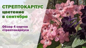 Мои ЦВЕТУЩИЕ стрептокарпусы I Обзор 4 сортов стрептокарпусов