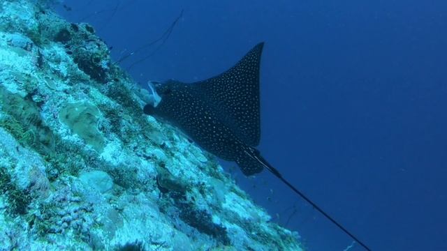 Атолл Тхаа.Мальдивы. Апрель'25