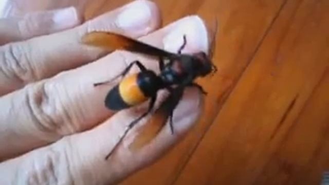 Handling another hornet смотреть онлайн