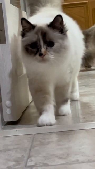 Котята Священной Бирмы. Onyx Smith * RU #священнаябирма #котики #милота смотреть онлайн