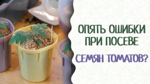 Как вырастить томаты? Не совершайте ошибок при посеве и выращивании рассады. БашИнком