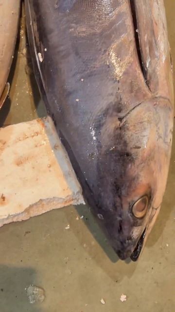 big size tuna fish 🐟 plz like 👍 and subscribe my channel guys смотреть онлайн