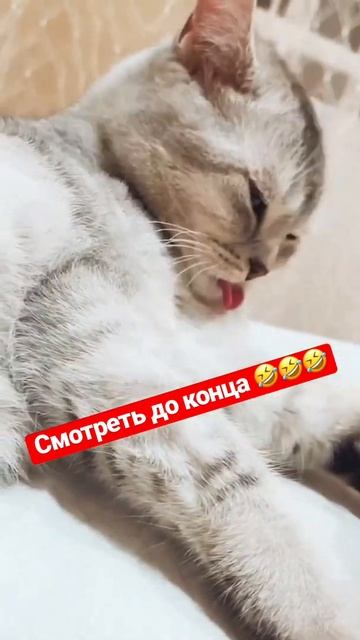 Ржачный кот до слёз взгляд как у орла 😂🤣😂🤣 . #shorts смотреть онлайн