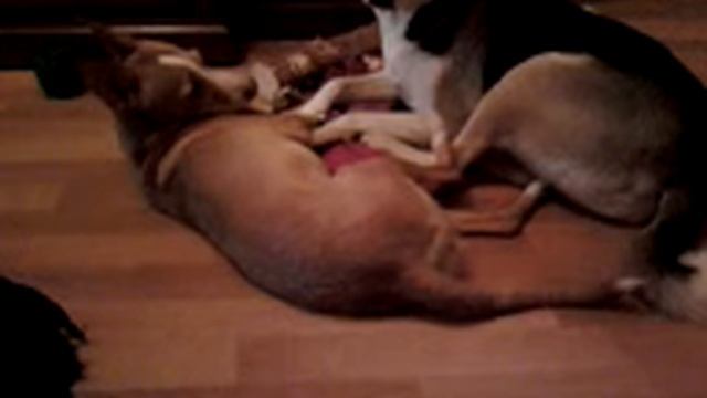 Собачья любовь.3gp смотреть онлайн