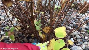 Гортензия древовидная. Обрезка, подготовка к зиме.