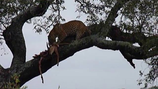 Leopards eating impala in tree смотреть онлайн