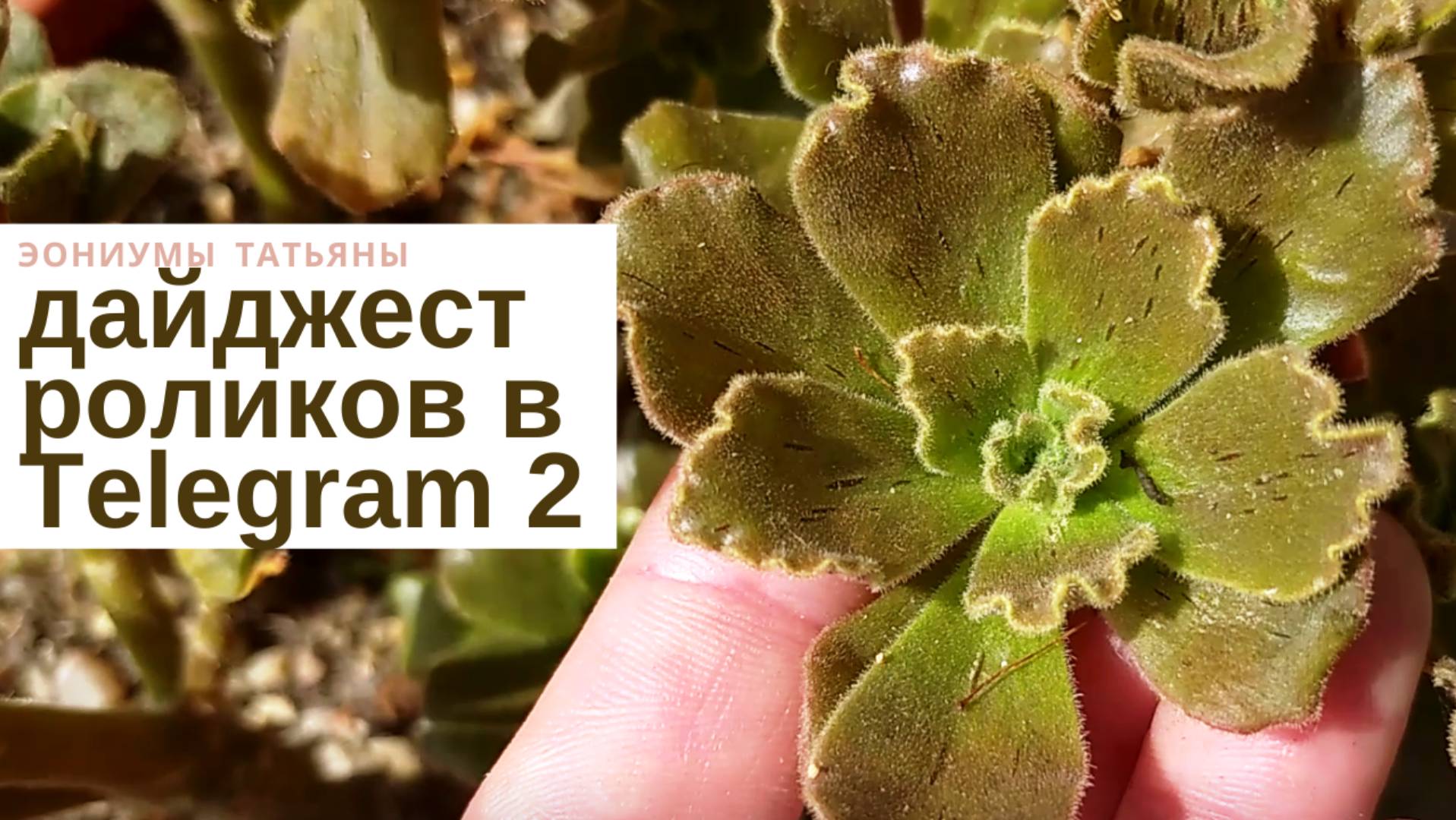 №142 Дайджест Телеграм 2