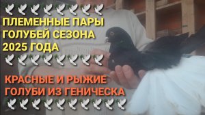 🕊🕊🕊 Племенные пары голубей сезона 2025 года. Красные и рыжие голуби из Геническа.