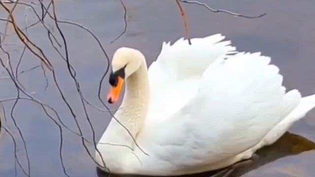 "Я птица гордая"   В.Рих