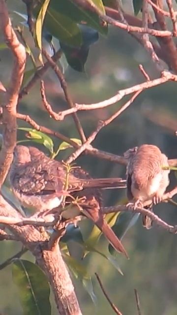 Love Doves In Southeast Asia 💖🦜🦅 #shorts #birds #Animal