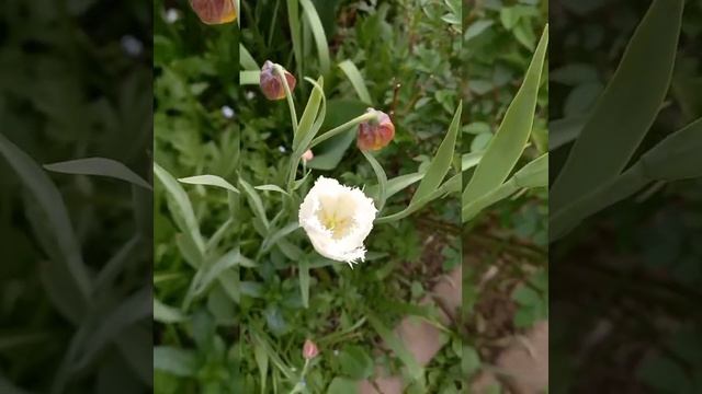 Мои цветочки смотреть онлайн