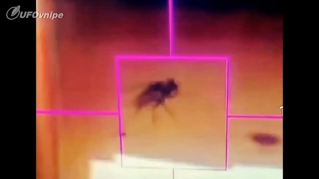 Una MOSCA En El Planeta MARTE