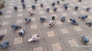 Киров. Утренний релакс.